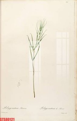 File ảnh Tranh sơn dầu phương tây tổng hợp STS80121 (gốc) in backdrop sự kiện