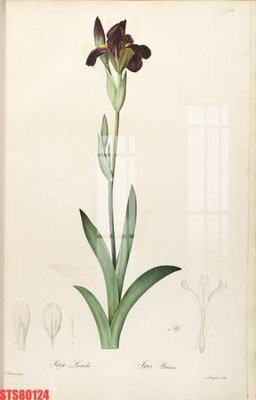 Ảnh gốc Tranh sơn dầu phương tây tổng hợp STS80124 (độ nét cao) in tráng gương