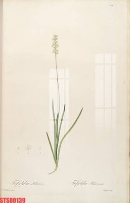 Mua file ảnh gốc Tranh sơn dầu phương tây tổng hợp STS80139 (chất lượng cao)