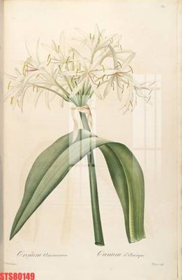 File PSD in ấn Tranh sơn dầu phương tây tổng hợp STS80149 (chất lượng cao)