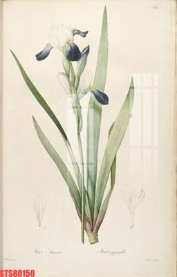 Hình ảnh file gốc Tranh sơn dầu phương tây tổng hợp STS80150 cho in UV