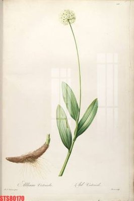 File in trần Tranh sơn dầu phương tây tổng hợp STS80170 (bản gốc) hoa văn