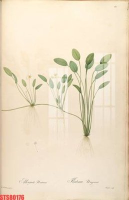 File ảnh Tranh sơn dầu phương tây tổng hợp STS80176 (gốc) in Hiflex