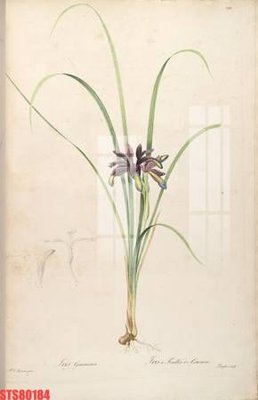 Tải file Tranh sơn dầu phương tây tổng hợp STS80184 (gốc) in nhanh