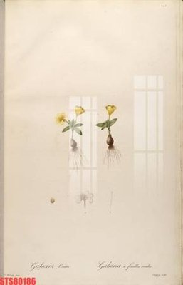 Chi tiết file ảnh Tranh sơn dầu phương tây tổng hợp STS80186 sắc nét