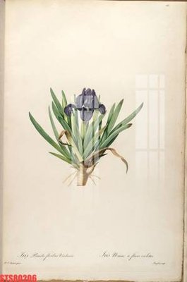 File gốc Tranh sơn dầu phương tây tổng hợp STS80206 (thiết kế) độc quyền