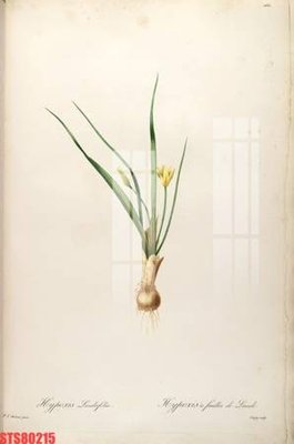 File tranh gốc Tranh sơn dầu phương tây tổng hợp STS80215 (bản quyền) độc đáo