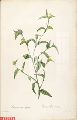 Download file gốc Tranh sơn dầu phương tây tổng hợp STS80231 (dùng cho in ấn)