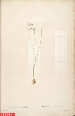 Tải file Tranh sơn dầu phương tây tổng hợp STS80236 (gốc) in nhanh