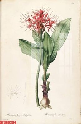 File gốc in ấn Tranh sơn dầu phương tây tổng hợp STS80264 độ phân giải cao