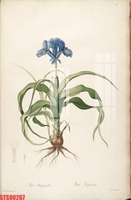 File in ấn Tranh sơn dầu phương tây tổng hợp STS80267 (bản gốc) chất lượng cao