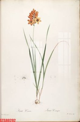 File PSD Tranh sơn dầu phương tây tổng hợp STS80292 (gốc) tách lớp chi tiết