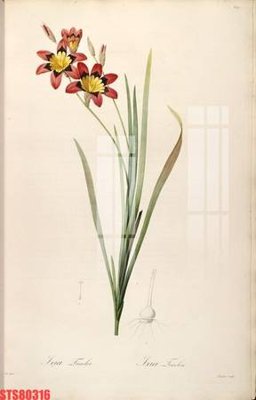 File in lụa Tranh sơn dầu phương tây tổng hợp STS80316 (hoa văn) Tranh sơn dầu phương tây tổng hợp STS80316