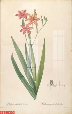 File in trần Tranh sơn dầu phương tây tổng hợp STS80353 (bản gốc) 5D