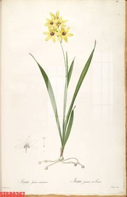 File tranh Tranh sơn dầu phương tây tổng hợp STS80367 (gốc) in film