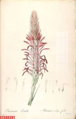 File gốc Tranh sơn dầu phương tây tổng hợp STS80381 (cho in ấn) độc quyền