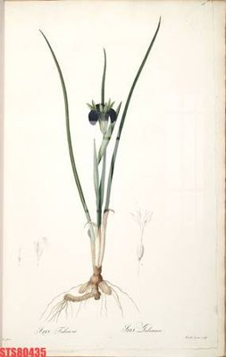 Download file gốc Tranh sơn dầu phương tây tổng hợp STS80435 (in mica) logo