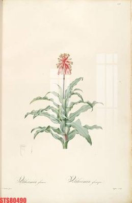 File tranh Tranh sơn dầu phương tây tổng hợp STS80490 (ảnh gốc) in trần nhà