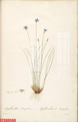 File in trần Tranh sơn dầu phương tây tổng hợp STS80500 (bản gốc) phong cảnh