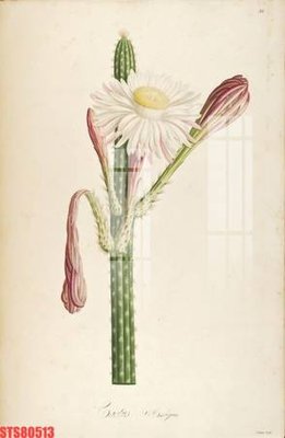 File in trần Tranh sơn dầu phương tây tổng hợp STS80513 (bản gốc) mây trời