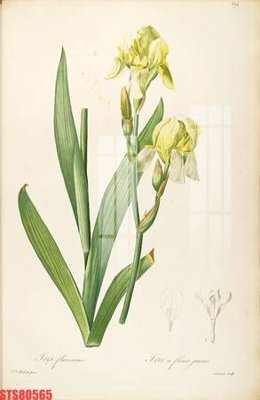 File gốc Tranh sơn dầu phương tây tổng hợp STS80565 (thiết kế) độc quyền