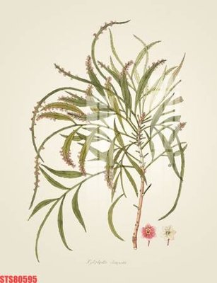 File in trần Tranh sơn dầu phương tây tổng hợp STS80595 (bản gốc) mây trời