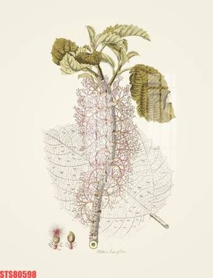 File in ấn Tranh sơn dầu phương tây tổng hợp STS80598 (bản gốc) sắc nét