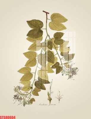 File in trần Tranh sơn dầu phương tây tổng hợp STS80604 (bản gốc) 5D