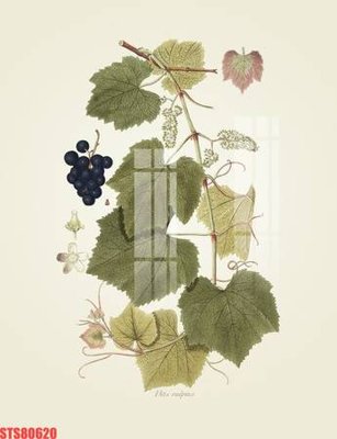 File in ấn cao cấp Tranh sơn dầu phương tây tổng hợp STS80620 (file gốc)