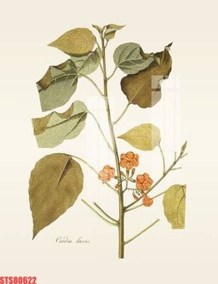 Ảnh gốc Tranh sơn dầu phương tây tổng hợp STS80622 (siêu chi tiết) để in ấn