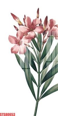 Tải file gốc Tranh sơn dầu phương tây tổng hợp STS80653 (in khổ lớn) không mờ