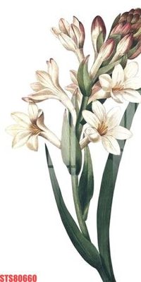 File tranh PSD Tranh sơn dầu phương tây tổng hợp STS80660 chất lượng cao