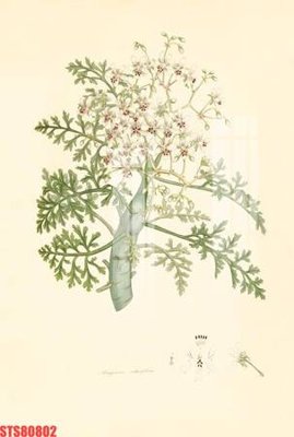 Download file gốc Tranh sơn dầu phương tây tổng hợp STS80802 (in lụa) hoa lá