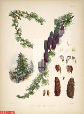 Mua file gốc Tranh sơn dầu phương tây tổng hợp STS80829 (in ấn) tại Filetranh.com