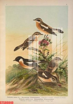 File tranh Tranh sơn dầu phương tây tổng hợp STS80840 (file gốc) chủ đề phong thủy