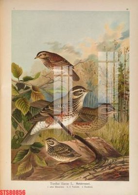 File PSD Tranh sơn dầu phương tây tổng hợp STS80856 (bản gốc) chất lượng nhất