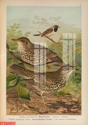 File gốc Tranh sơn dầu phương tây tổng hợp STS80857 (in tráng gương) hiện đại