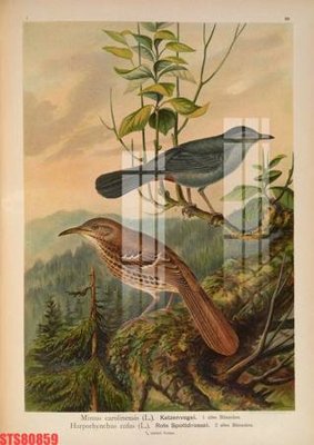 File tranh Tranh sơn dầu phương tây tổng hợp STS80859 (bản gốc) treo quán cafe