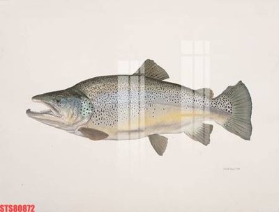 Cung cấp file tranh gốc Tranh sơn dầu phương tây tổng hợp STS80872 độc quyền