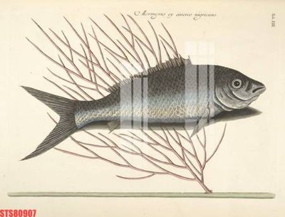 Hình ảnh gốc Tranh sơn dầu phương tây tổng hợp STS80907 (để in khổ lớn)