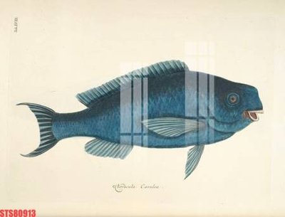 Tệp tin gốc Tranh sơn dầu phương tây tổng hợp STS80913 (chất lượng) Tranh sơn dầu phương tây tổng hợp STS80913