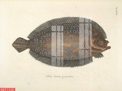 Tải file gốc Tranh sơn dầu phương tây tổng hợp STS80918 (in khổ lớn) không vỡ