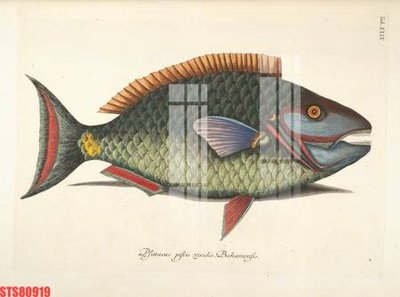 File tranh gốc Tranh sơn dầu phương tây tổng hợp STS80919 (bản đẹp) độc quyền