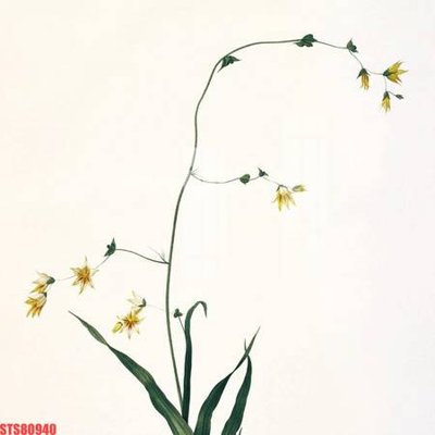 File tranh Tranh sơn dầu phương tây tổng hợp STS80940 (ảnh gốc) độ nét vượt trội