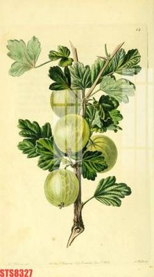 File gốc Tranh sơn dầu phương tây tổng hợp STS8327 (in tráng gương) nghệ thuật