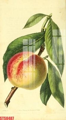 File gốc Tranh sơn dầu phương tây tổng hợp STS8487 (ảnh chi tiết) để in lụa