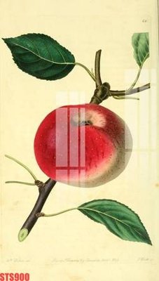 File gốc Tranh sơn dầu phương tây tổng hợp STS900 (phong cách) châu Âu