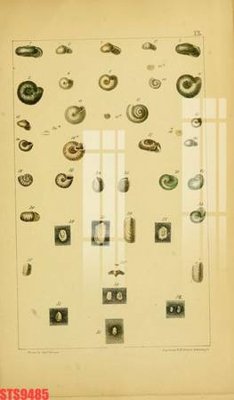 Hình ảnh file gốc Tranh sơn dầu phương tây tổng hợp STS9485 (chất lượng cao)