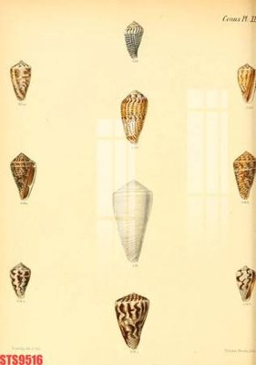 Ảnh gốc Tranh sơn dầu phương tây tổng hợp STS9516 (độ nét cao) in tráng gương