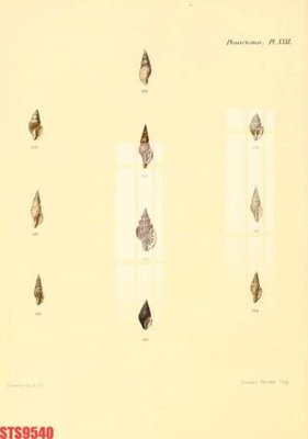 File gốc Tranh sơn dầu phương tây tổng hợp STS9540 (in tráng gương) sang trọng